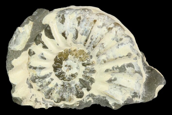 Ammonite (Pleuroceras) Fossil - Germany #125384